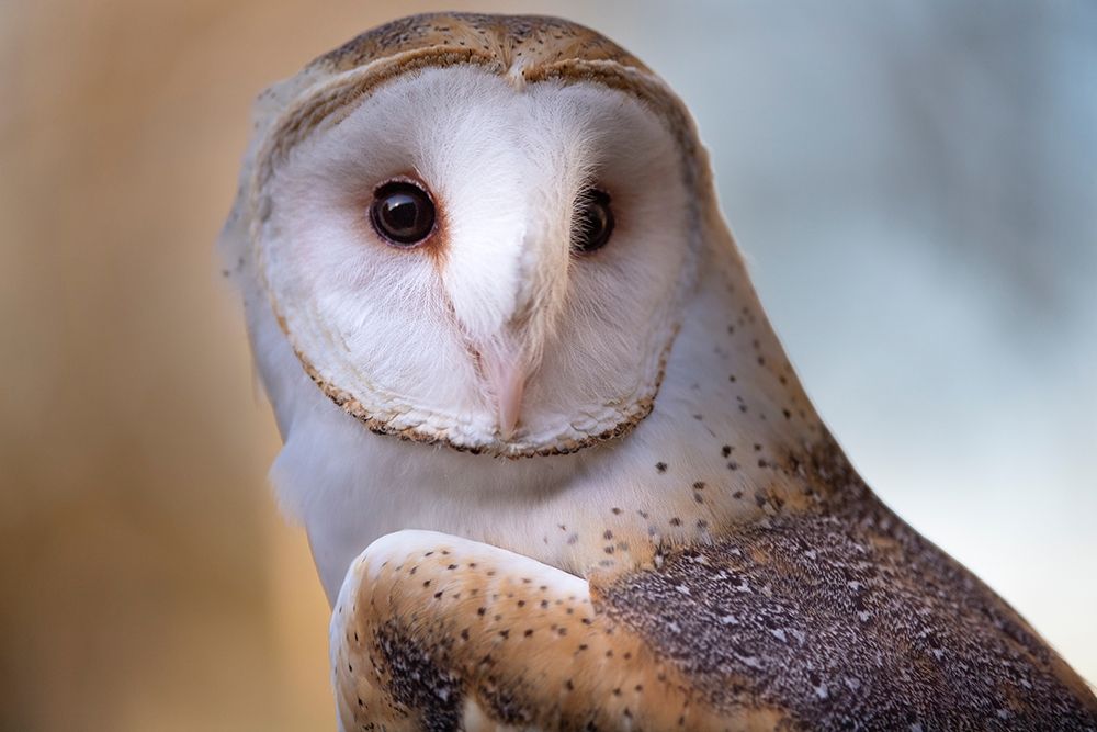 A Barn Owl-close up-looking directly on